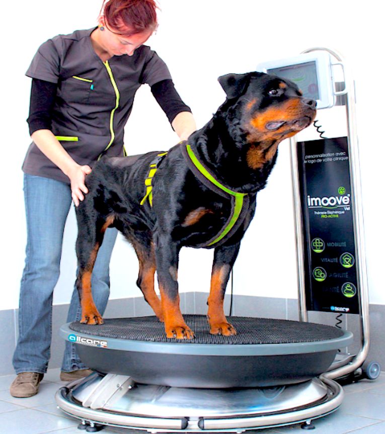 IMOOVE VET-FRANCE - elispheric movement platform for improving proprioception - Vital Vet