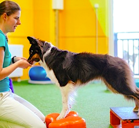 <strong>COURSE</strong> Fundamentals of K9 Conditioning