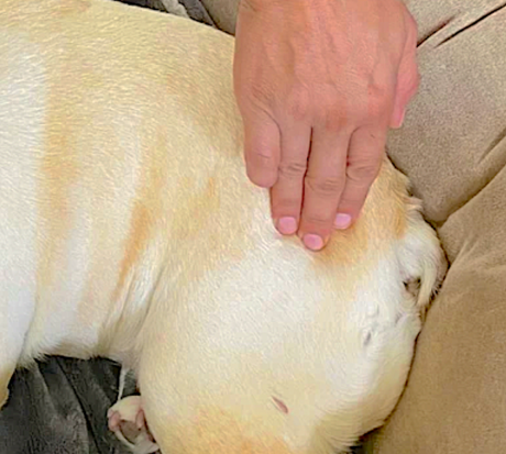 <strong>COURSE</strong> Myofascial Release for Animals