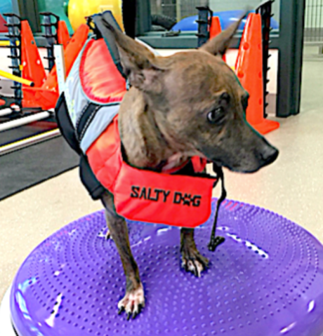 luxating patella, knee issues in dogs, kneecap, vital vet