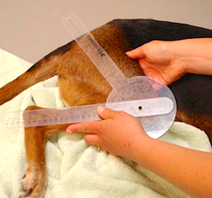 Amie Lamoreaux Hesbach MSPT, CCRP, CCRT