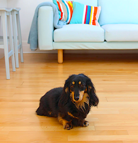 traction for dogs that slip, dog paw protection, help for traction