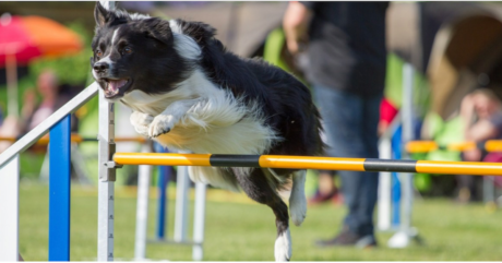 hip flexors in dogs, vital vet