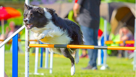 carpal injuries, tarsal injuries, leg injuries in dogs, dog leg braces, vital vet