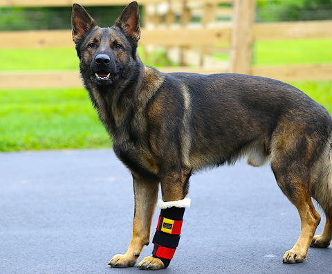 German shepherd wearing a custom-made carpal brace, made by Thera-Paw