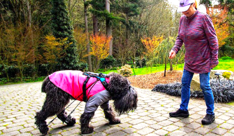 anti-knuckling devices for dogs, Dorsi-Flex Assist, hind end dragging, vital vet