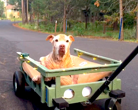 Wagons for Dogs VITAL VET PRODUCT REVIEW Vital Vet