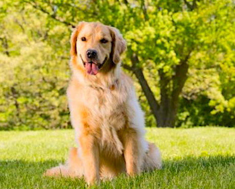 Prevent Injuries in Dogs