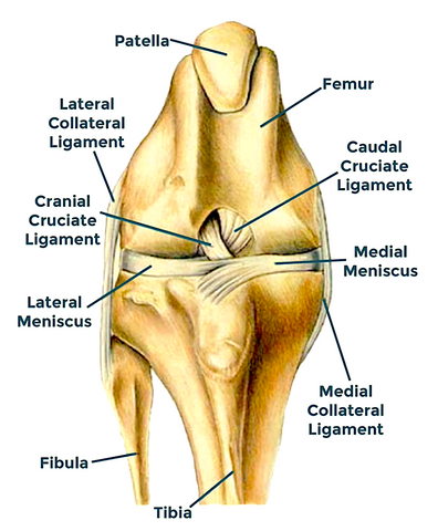 Anatomy of the Dog's Knee
