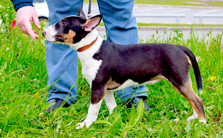 nose work, target training, vitalvet