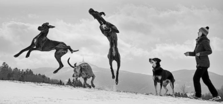 shoulder injuries in dogs, vital vet, shoulder stabilization, warm up cool down online courses