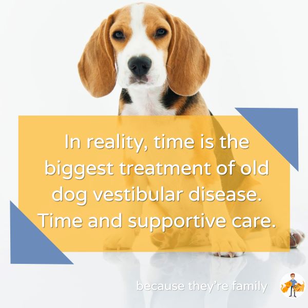 in reality, time is the biggest treatment of old dog vestibular disease. Time and supportive care