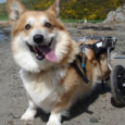 DOGGON' WHEELS Rear Support Dog Wheelchair - Vital Vet