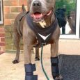 Carpo-Flex-X-on-pittbull