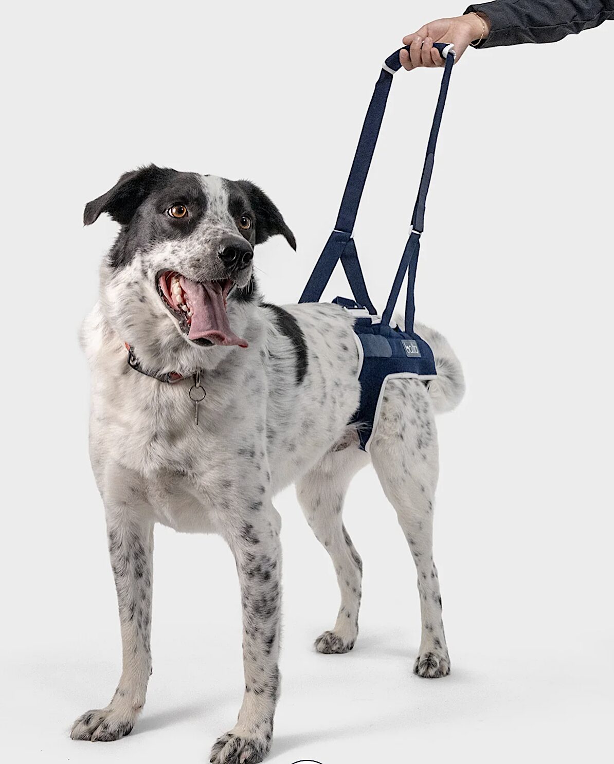 Balto Hind End support