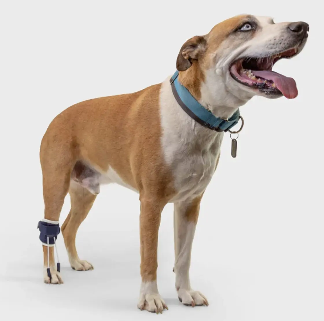 Balto Pull Hyperflexion Brace