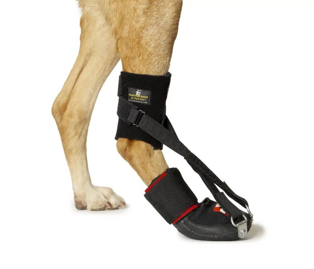 Thera-Paw Hind Limb Dorsi-Flex Assist