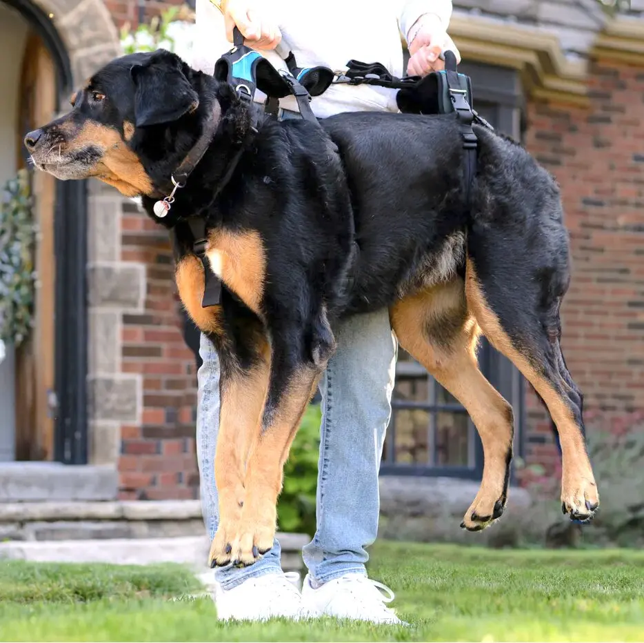 Help 'Em Up Body Lift Harness