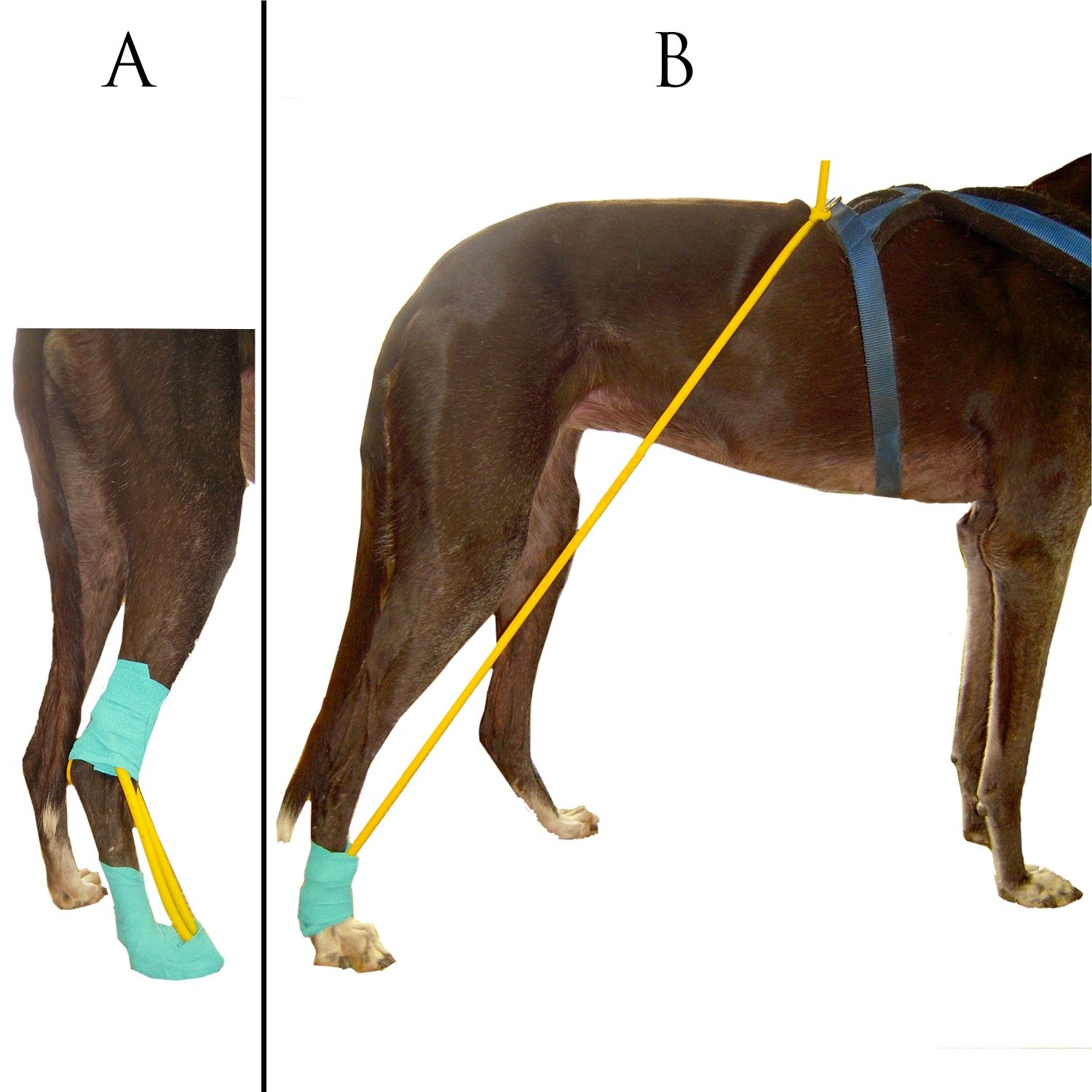 Toe lift mock ups in dogs