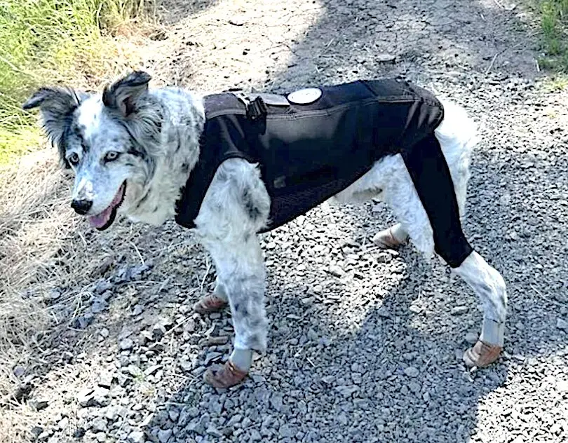 Lucky and Loyal Dynamic Body Garment