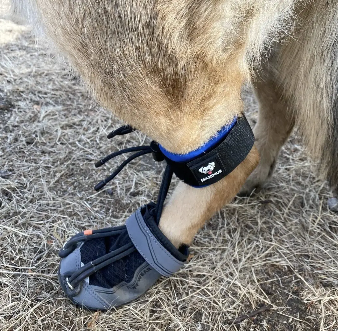 Maximus PawsUp SuperFlex