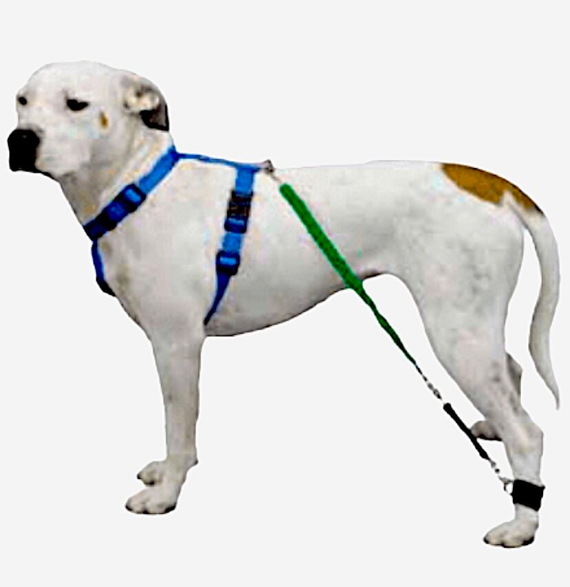 Biko Progressive Resistance Bands