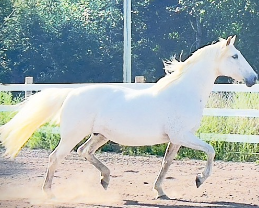 <strong>COURSE</strong> A Look at Horse Comfort: Recognizing Subtle Pain, Guarding, and Compensation
