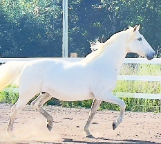 <strong>COURSE</strong> A Look at Horse Comfort: Recognizing Subtle Pain, Guarding, and Compensation