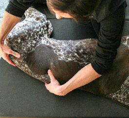 <strong>COURSE</strong> Acupressure for Small Animals Foundations