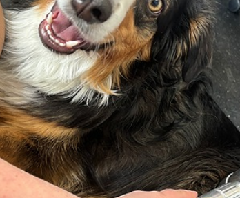 <strong>COURSE</strong> Animal Cold Laser Course for Owners