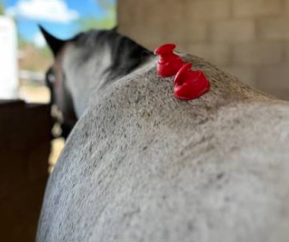 <strong>COURSE</strong> Animal Cupping Certification