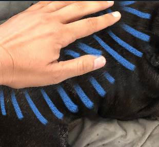 <strong>COURSE</strong> Animal Reiki Certification Course