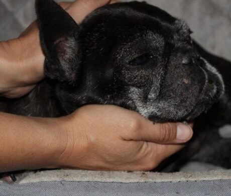 <strong>COURSE</strong> Canine Craniosacral Therapy Certification
