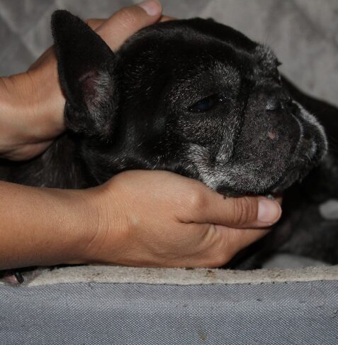 Canine Craniosacral Therapy Course
