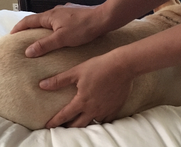 <strong>COURSE</strong> Canine Massage Certification