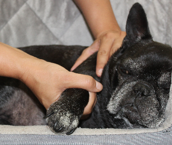 <strong>COURSE</strong> Dog Owner's Guide to Canine Massage