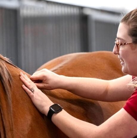 <strong>COURSE</strong> Equine Bodywork & Holistic Health Track