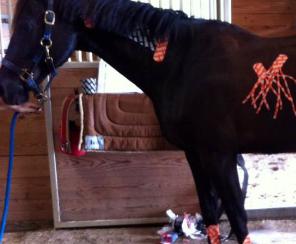 <strong>COURSE</strong> Equine Kinesiology Taping for Owners