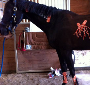 <strong>COURSE</strong> Equine Kinesiology Taping for Owners