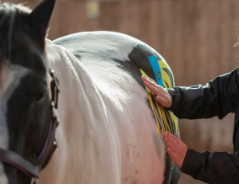 <strong>COURSE</strong> Equine Advanced Taping Applications