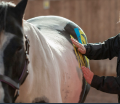 <strong>COURSE</strong> Equine Kinesiology Taping Ultimate Bundle
