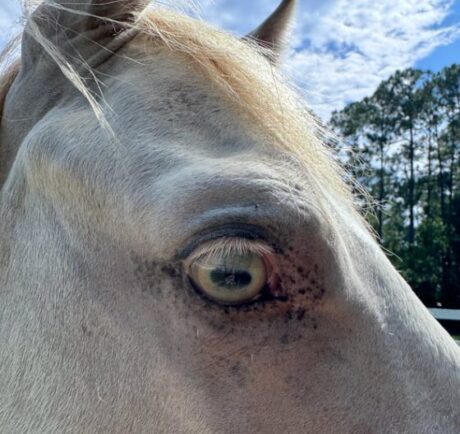 <strong>COURSE</strong> Equine Craniosacral Therapy Certification