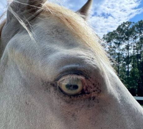 <strong>COURSE</strong> Equine Craniosacral Therapy Certification