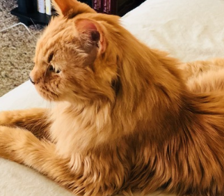 <strong>COURSE</strong> Feline Bodywork Certification