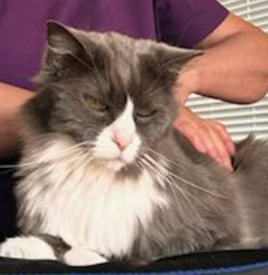 <strong>COURSE</strong> Feline Massage for Owners
