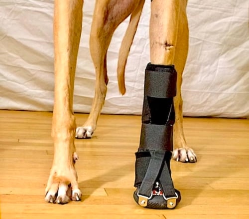 Forelimb Dorsi-Flex Assist