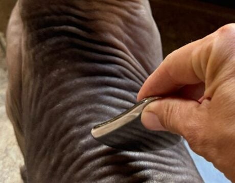 <strong>COURSE</strong> Gua Sha Massage for Animals