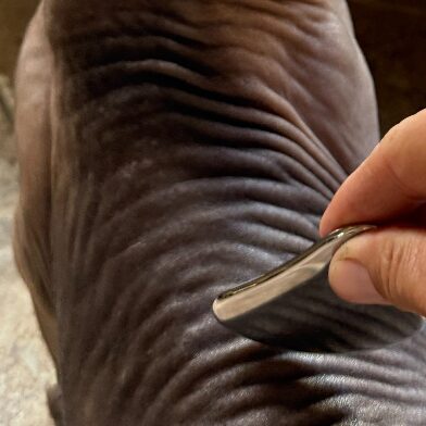 Gua Sha Massage for Animals