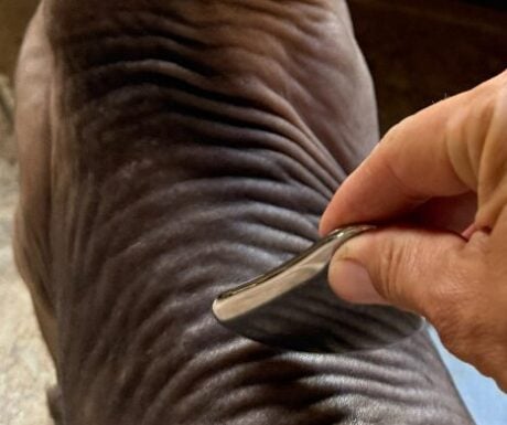 <strong>COURSE</strong> Gua Sha Massage for Animals