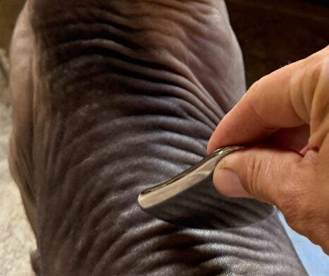 Gua Sha Massage for Animals